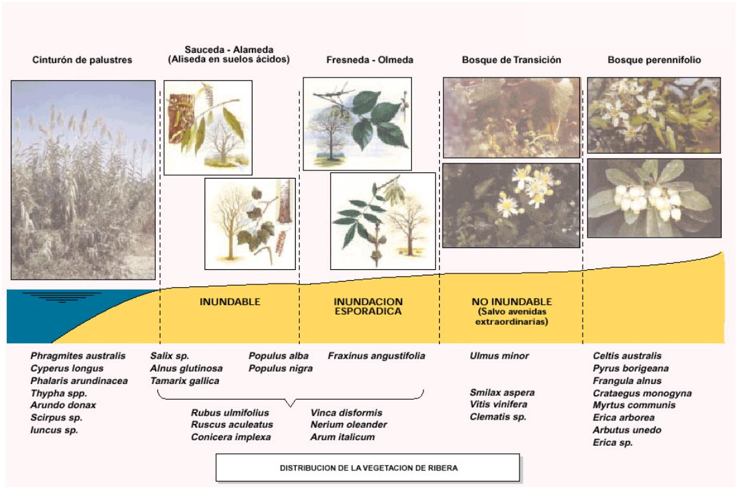 Distribución de la vegetación de ribera. Fuente: Confederación Hidrográfica del Guadalquivir.